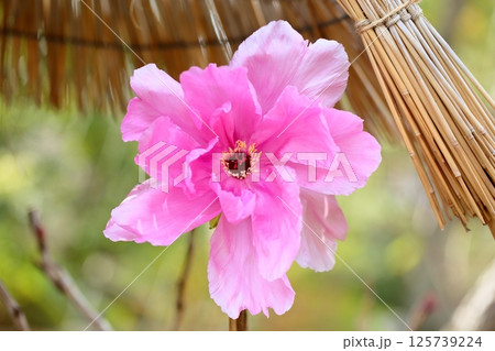 寒牡丹の花 寒牡丹の花 125739224