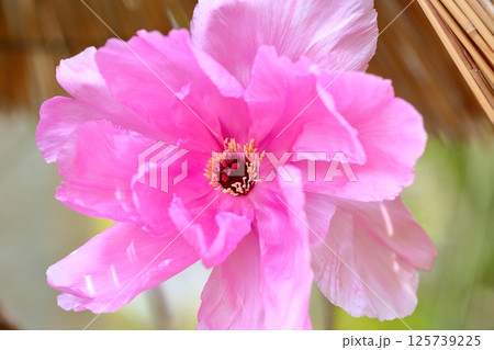 寒牡丹の花 寒牡丹の花 125739225