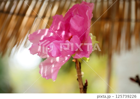 寒牡丹の花 125739226