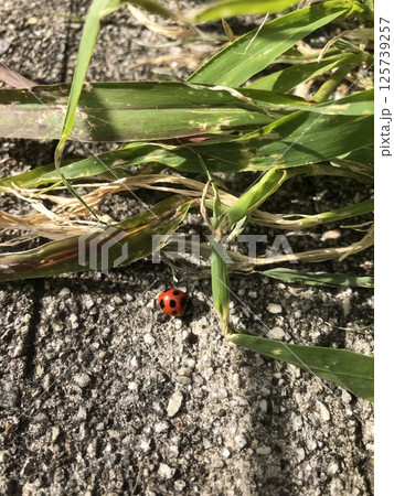 草むらの中を歩くてんとう虫 草むらの中を歩くてんとう虫 125739257