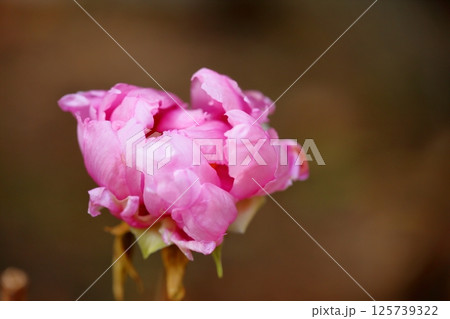 寒牡丹の花 125739322
