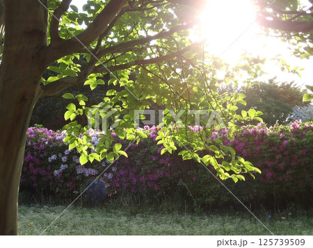 春を投影する植物たち(2013.5.3) 夕陽が新しい季節を伝える ブーゲンビリアやクロフネツツジ 125739509