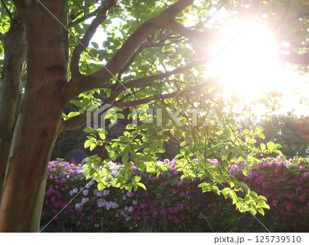 ブーゲンビリアやクロフネツツジ(2013.5.3) 太田市の世良田公園で見かけた眩しい春模様 125739510