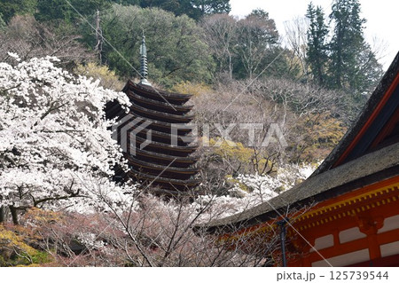 大和多武峰　談山神社　神廟拝殿と十三重塔 125739544