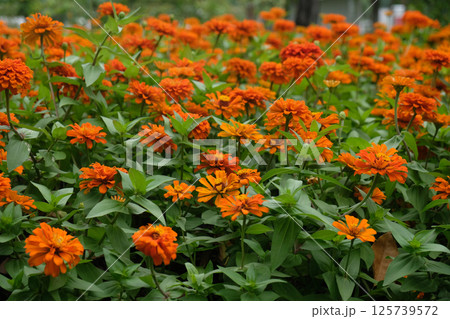 Beautiful zinnia flowers blooming in the autumn garden 125739572