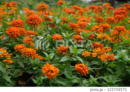 Beautiful zinnia flowers blooming in the autumn garden Beautiful zinnia flowers blooming in the autumn garden 125739573