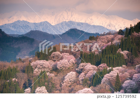 雪山と桜 125739592