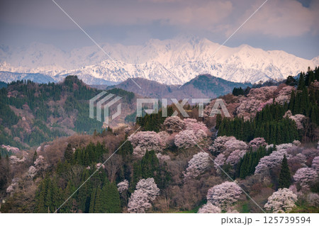 桜と雪山 桜と雪山 125739594