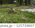 ピカ(Pica) at Mt. Rainier 125739607