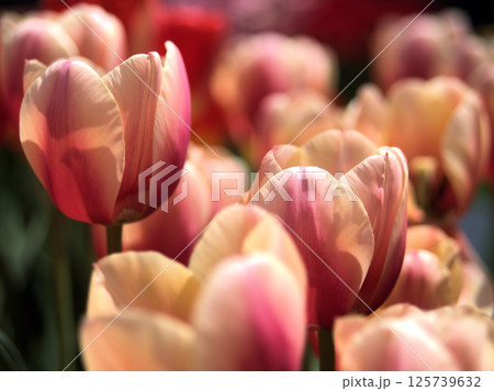 4月に咲いた美しい赤色のチューリップ「マリット」 125739632