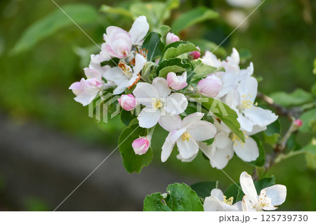 リンゴの花「ニュートンのリンゴ」 リンゴの花「ニュートンのリンゴ」 125739730