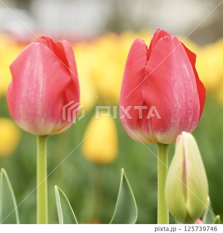 ふんわり可愛い赤いチューリップ　カラフル　笑顔になる 125739746