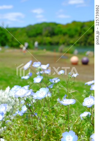 ネモフィラ 公園 ネモフィラ 公園 125739862