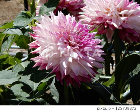 ピンクのダリア 125739872