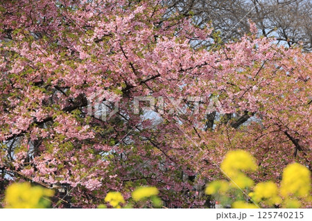 菜の花の咲く幸手市権現堂の早春の風景 菜の花の咲く幸手市権現堂の早春の風景 125740215