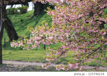 幸手市権現堂の河津桜の小枝 幸手市権現堂の河津桜の小枝 125740216