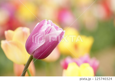 美しいチューリップの花 紫色 美しいチューリップの花 紫色 125740324