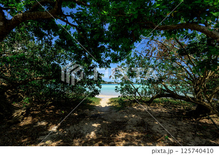 緑のトンネルを抜けてたどり着く石垣島の絶景ビーチ 125740410