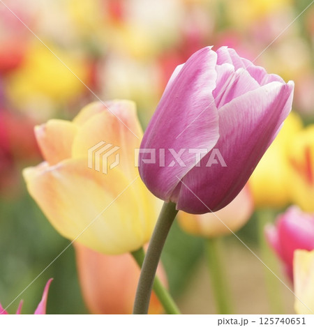 美しいチューリップの花 紫色 美しいチューリップの花 紫色 125740651