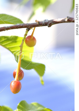 河津桜のサクランボ 125740683