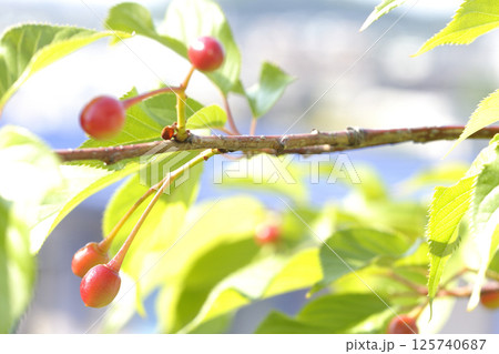 河津桜のサクランボ 河津桜のサクランボ 125740687