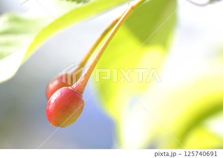 河津桜のサクランボ 河津桜のサクランボ 125740691