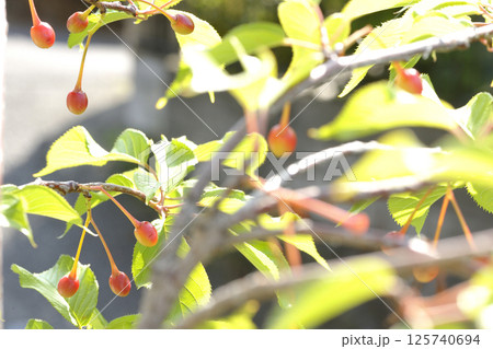 河津桜のサクランボ 125740694