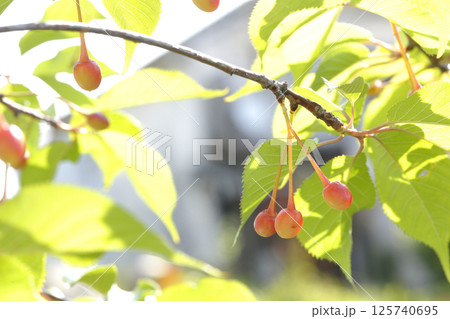 河津桜のサクランボ 河津桜のサクランボ 125740695