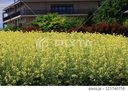 菜の花畑の風景 菜の花畑の風景 125740758