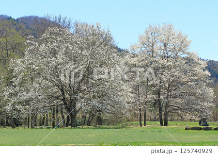 白馬の春 四十九院のコブシ 白馬の春 四十九院のコブシ 125740929