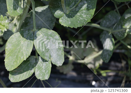 収穫始めのスナップエンドウのウドンコ病 125741300