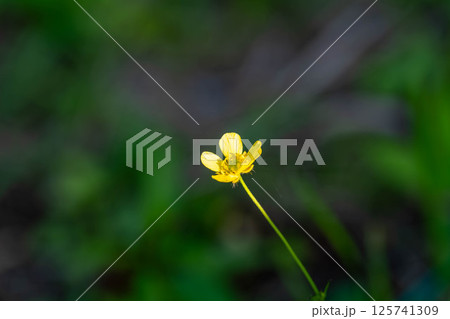 黄色い花 黄色い花 125741309