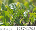 朝日を浴びるお茶の葉 125741708