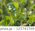 朝日を浴びるお茶の葉 125741709