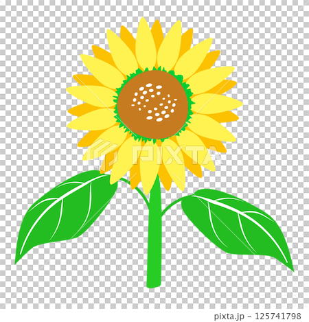 簡單的向日葵夏季插畫素材,單花,花,葉,莖,向量,png 簡單的向日葵夏季插畫素材,單花,花,葉,莖,向量,png 125741798
