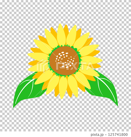 シンプルなひまわりの夏イラスト素材 アイコン 挿絵 ベクター png シンプルなひまわりの夏イラスト素材 アイコン 挿絵 ベクター png 125741800