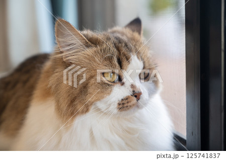 Crossbreed Persian cat looking through window while waiting her owner. Cats can get sick or injured when left alone for long periods. 125741837