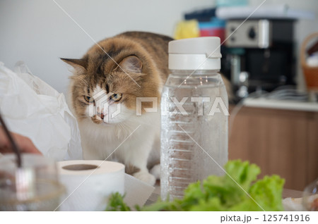 Hungry cat looking for food on table in human house. 125741916