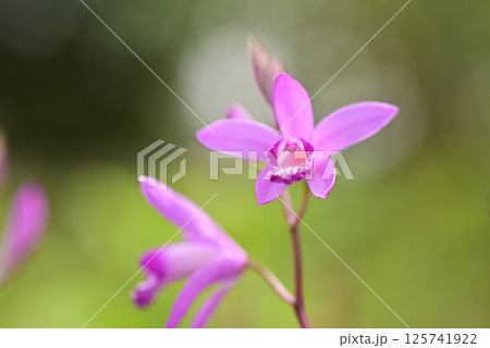 シラン シラン 125741922