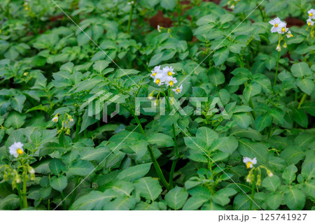 Colorful potato plan flowers bloom amongst vibrant green leaves in sunny agricultural field. 125741927