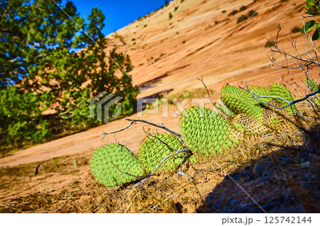 Prickly Pear Cacti and Sandstone at Zion Low Angle View 125742144
