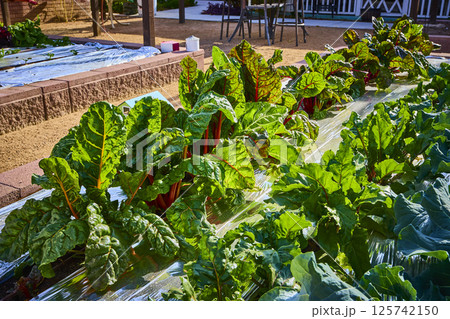 Vibrant Swiss Chard Close-Up in Lush Backyard Garden at Golden Hour Vibrant Swiss Chard Close-Up in Lush Backyard Garden at Golden Hour 125742150