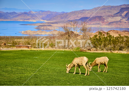 Bighorn Sheep Grazing in Desert Oasis Eye-Level View Bighorn Sheep Grazing in Desert Oasis Eye-Level View 125742180