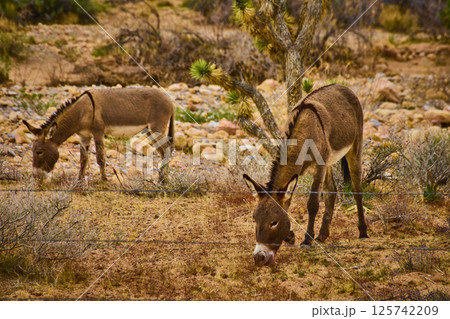 Donkeys Grazing in Desert with Joshua Tree at Eye-Level Donkeys Grazing in Desert with Joshua Tree at Eye-Level 125742209