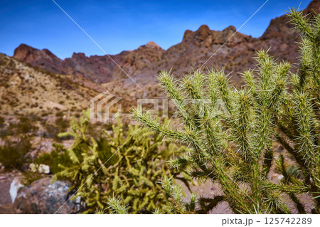 Cactus and Mountain Range in Desert Tranquility Eye-Level View 125742289