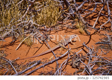 Lizard Camouflage in Nevada Desert Eye-Level View 125742365