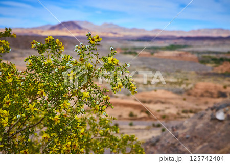 Desert Blooming Shrub in Nevada with Distant Mountains Eye Level Perspective 125742404