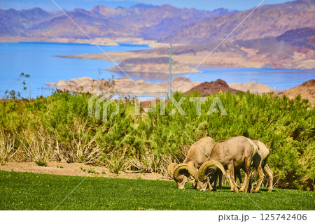 Bighorn Sheep Grazing Near Lake Mead Eye-Level Perspective 125742406