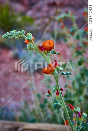 Vibrant Orange Globe Mallow Close-Up in Red Rock Canyon Vibrant Orange Globe Mallow Close-Up in Red Rock Canyon 125742421
