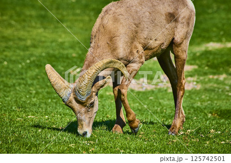 Bighorn Sheep Grazing in Lush Nevada Park Eye-Level View 125742501